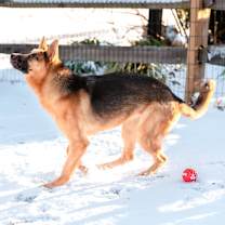 Thumbnail photo of Popcorn #3