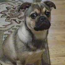 Thumbnail photo of Bug #2