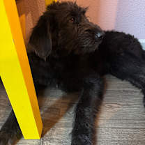 Thumbnail photo of Piker #3