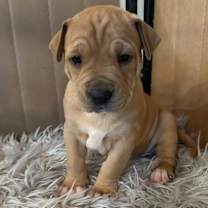 Thumbnail photo of Rooster #3