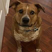 Thumbnail photo of Duke #1