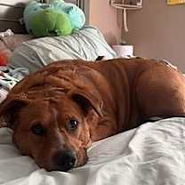 Thumbnail photo of Duke #2