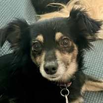 Thumbnail photo of Lilac #1