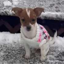 Thumbnail photo of Tater Tot #4