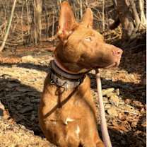 Thumbnail photo of Selkie #3