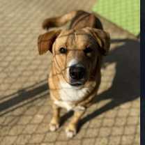 Thumbnail photo of Rudolph #3