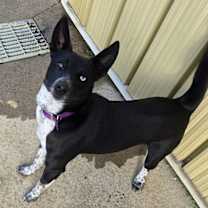 Thumbnail photo of Dakota #2