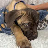 Thumbnail photo of Cooper #2