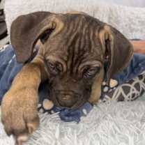 Thumbnail photo of Cooper #3