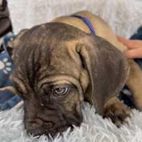 Thumbnail photo of Cooper #4