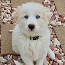 Thumbnail photo of Oliver Queen #1