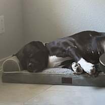 Thumbnail photo of Ivy IV (New Digs) #4