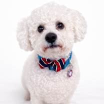 Thumbnail photo of Beau #1