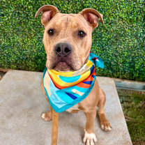 Thumbnail photo of Bludo #1