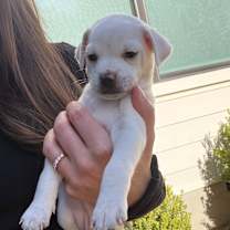 Thumbnail photo of Banilla  #4