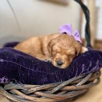 Thumbnail photo of Blueberry Berry #2