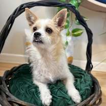 Thumbnail photo of Miss Fancy Girl #2