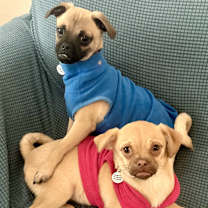 Thumbnail photo of Juno #4