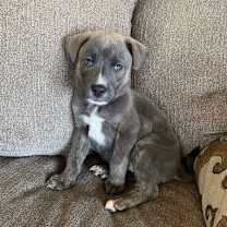 Thumbnail photo of Skye #1