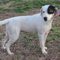 Thumbnail photo of Polly #1