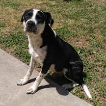 Thumbnail photo of Boss Man #3