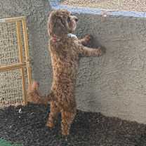 Thumbnail photo of Korean #2