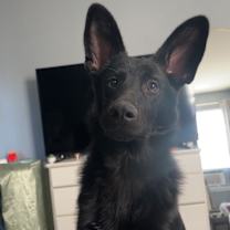 Thumbnail photo of Kona #1