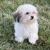 Thumbnail photo of Radiant #2