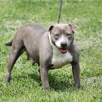 Thumbnail photo of Kia #1