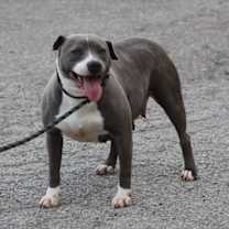 Thumbnail photo of Kia #2