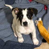 Thumbnail photo of Kona #1