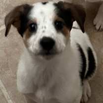 Thumbnail photo of Macchiato #2