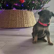 Thumbnail photo of Jiggly puff #2