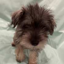 Thumbnail photo of Oreo #2