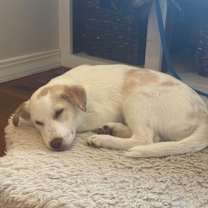 Thumbnail photo of Woodstock  #4