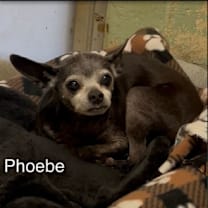 Thumbnail photo of Phoebe #2