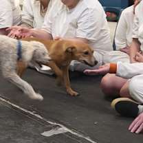 Thumbnail photo of Dahlia #1