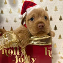 Thumbnail photo of Noelle #2