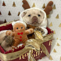 Thumbnail photo of Comet #2