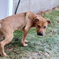 Thumbnail photo of Cruiser #2