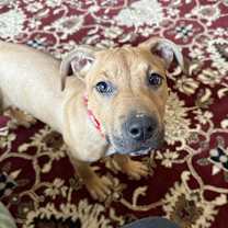 Thumbnail photo of Cruiser #4