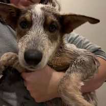 Thumbnail photo of Trader Joes: Chili #1