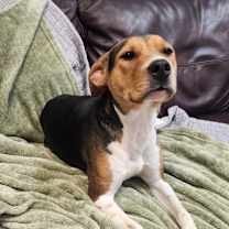 Thumbnail photo of GINGER #2