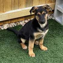 Thumbnail photo of PJ #2