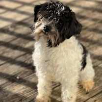 Thumbnail photo of DEXTER #1