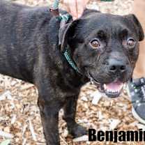 Thumbnail photo of Benjamin #3