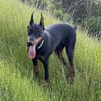 Thumbnail photo of Lucky #2