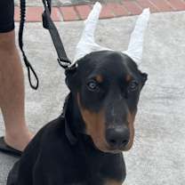 Thumbnail photo of Lucky #4