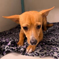 Thumbnail photo of Rascal #2