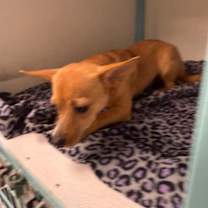 Thumbnail photo of Rascal #3